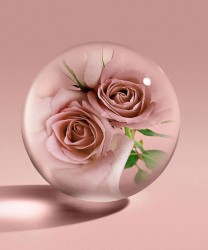Molton Brown Rose Dunes lozione corpo 300 ml